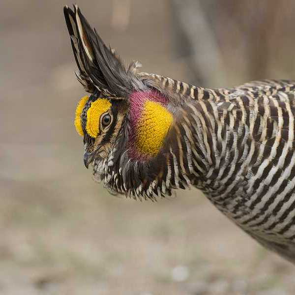 A side view of a Greater Prairie Chicken with orange and red feathers on its head