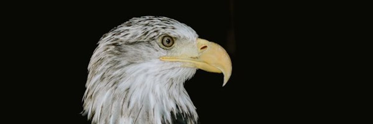 A side view of the head of a bald eagle on a black background.