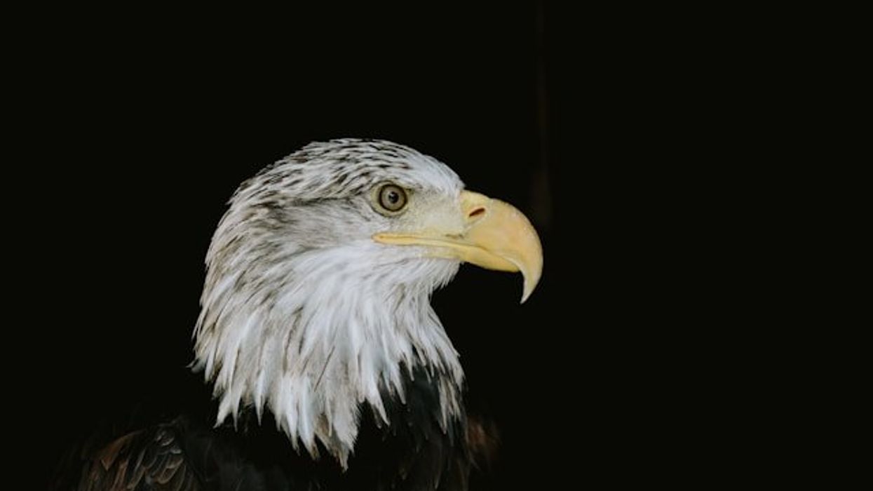 A side view of the head of a bald eagle on a black background.
