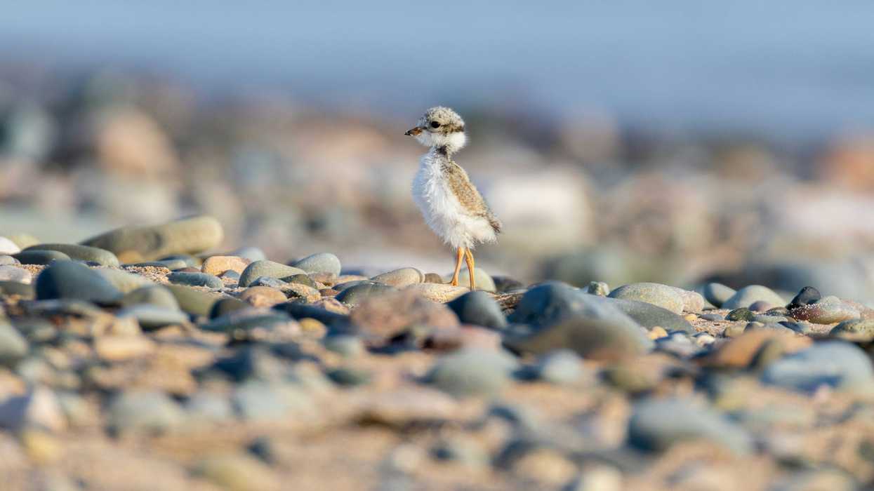 A small bird chick stands on a pebble beach.