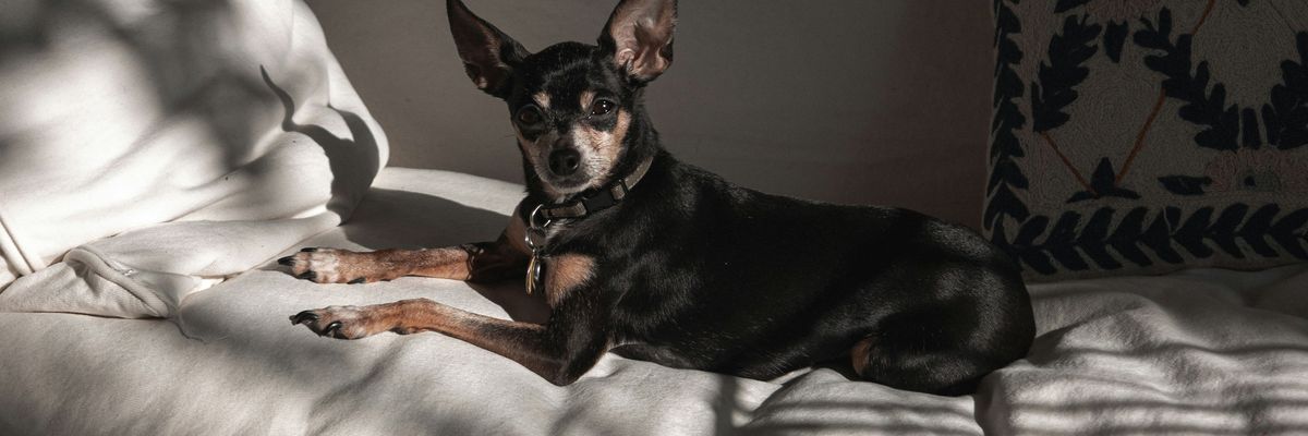 A small breed dog sits on a couch
