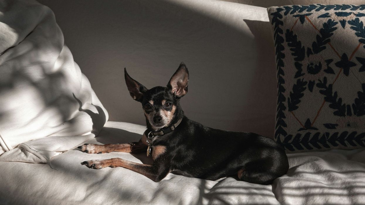 A small breed dog sits on a couch