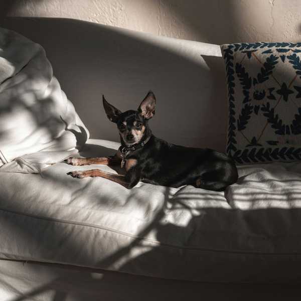 A small breed dog sits on a couch