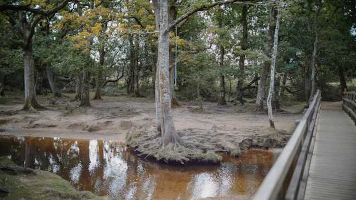 A small brook with a wooden bridge spanning it
