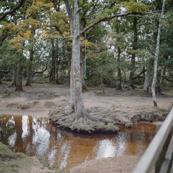 A small brook with a wooden bridge spanning it