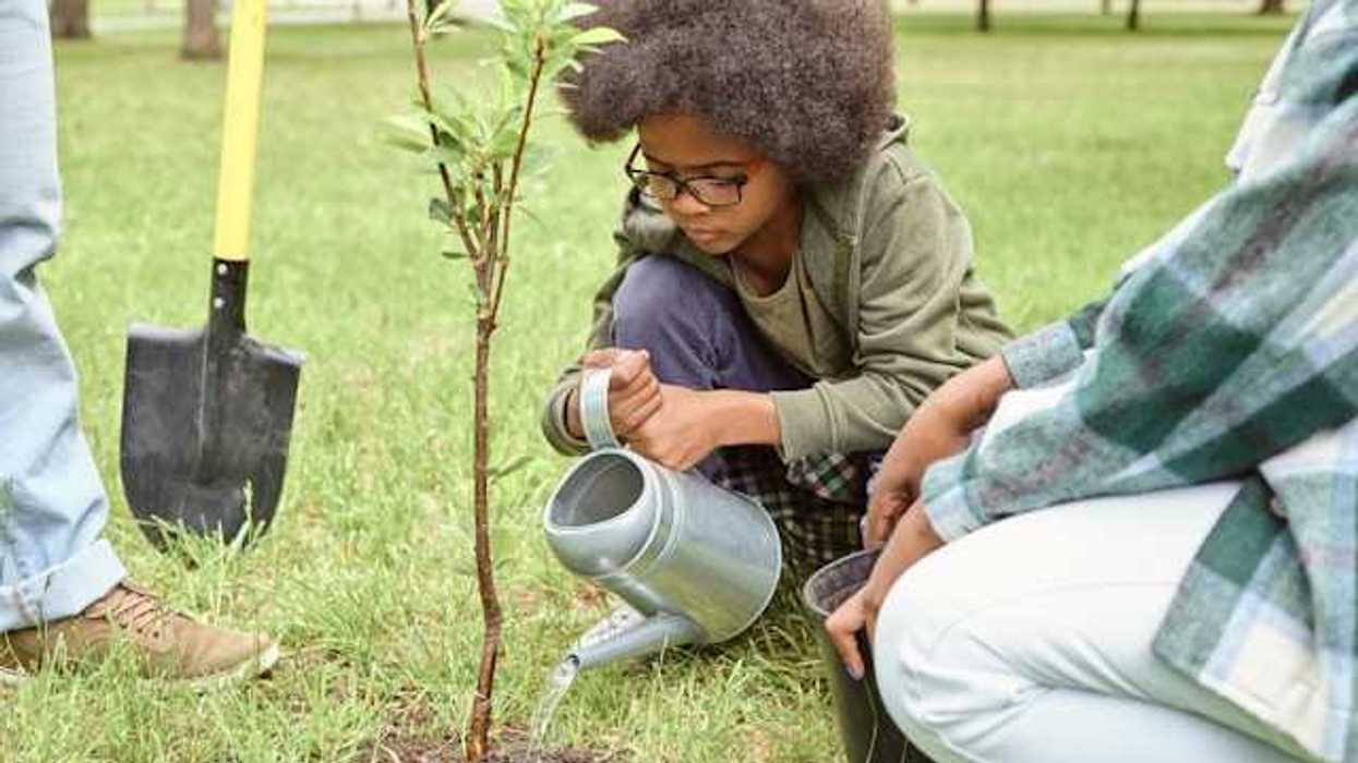 A small child pouring water on a newly planted tree