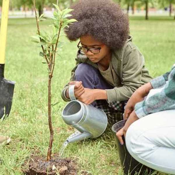 A small child pouring water on a newly planted tree