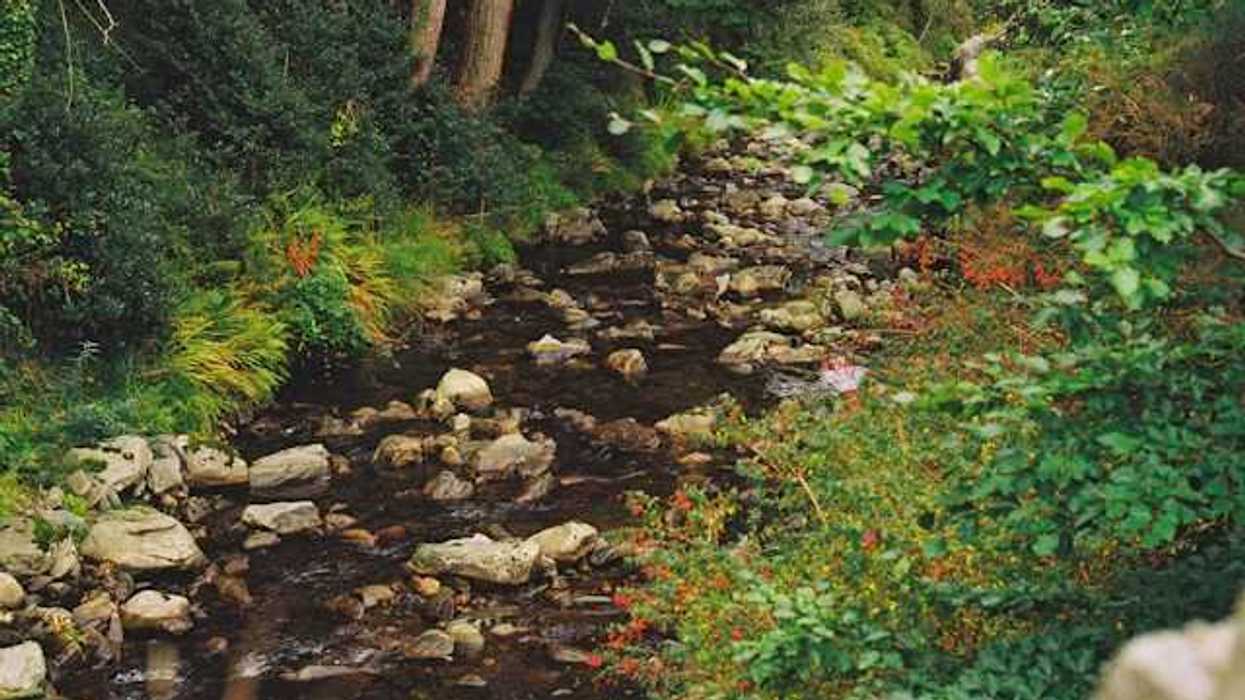 A small creek winding through a forest