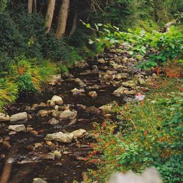 A small creek winding through a forest