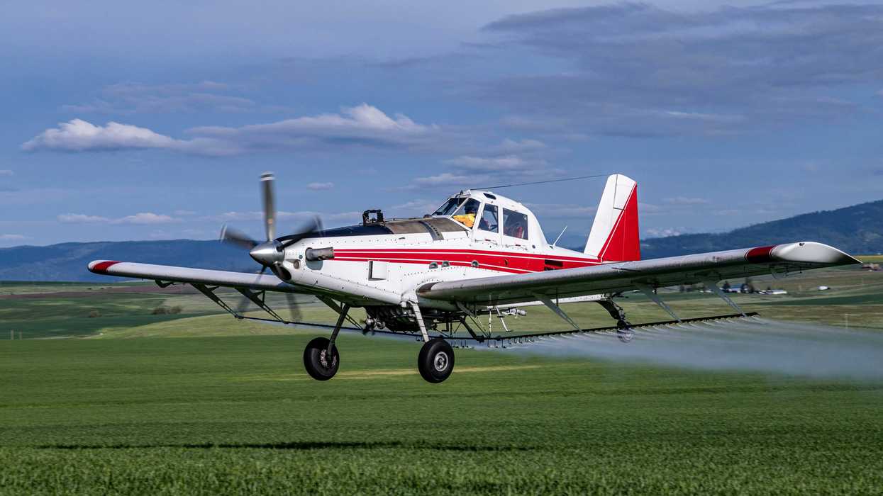 a small red and white cropduster plane flying low over green crop spraying pesticides.