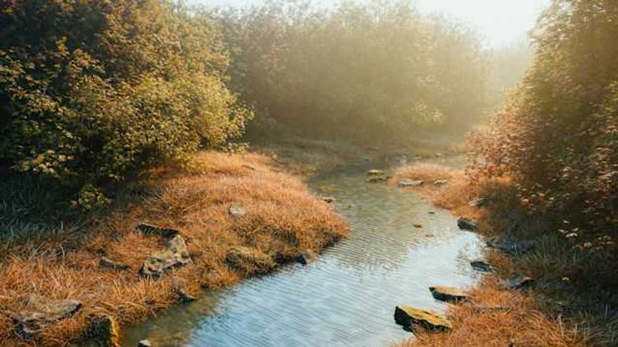 A small stream winding through tall bushes