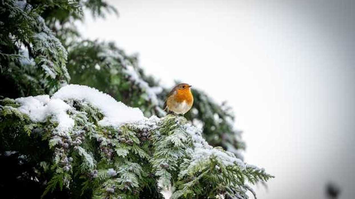 A snow-laden tree branch with an orange and cream colored bird on it