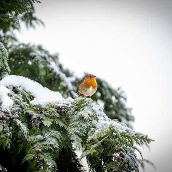 A snow-laden tree branch with an orange and cream colored bird on it