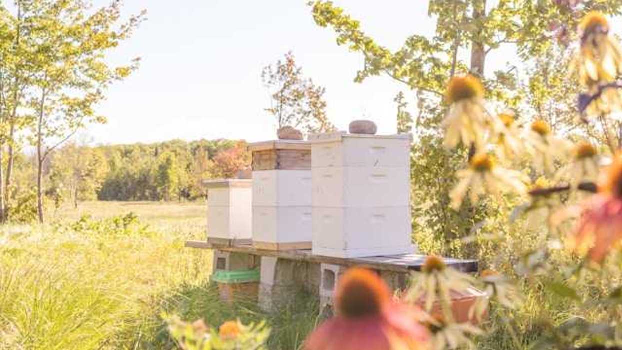 A stack of bee hives in a field