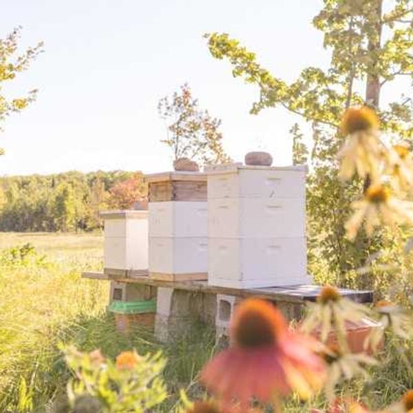 Beekeepers worry Vermont neonicotinoid ban will be repealed