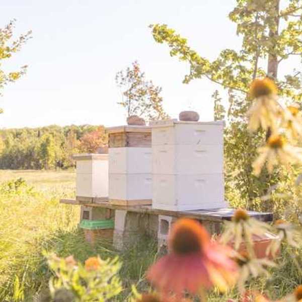 A stack of bee hives in a field