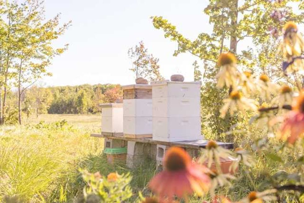 Beekeepers worry Vermont neonicotinoid ban will be repealed