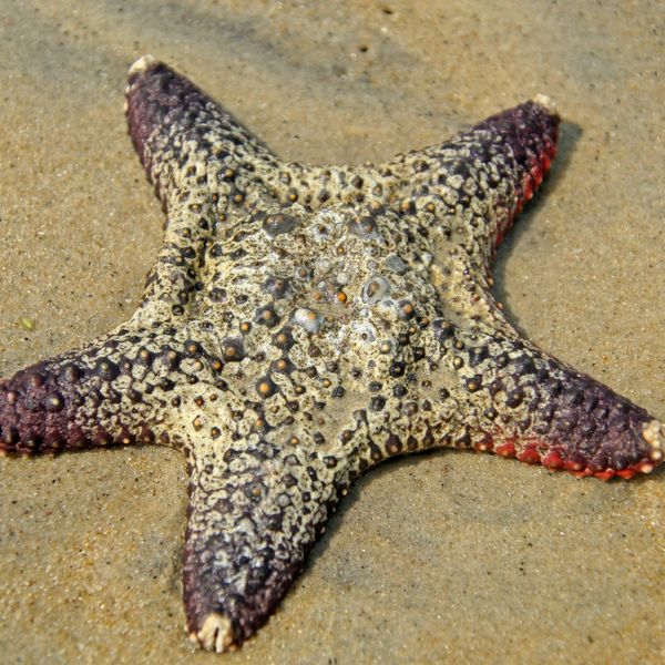 a starfish laying on the sand on the beach