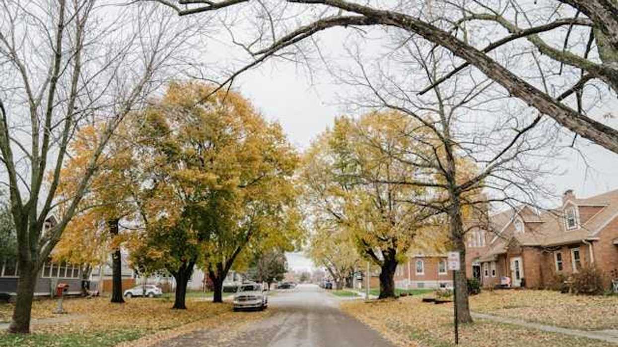A street with leafy trees lined by houses