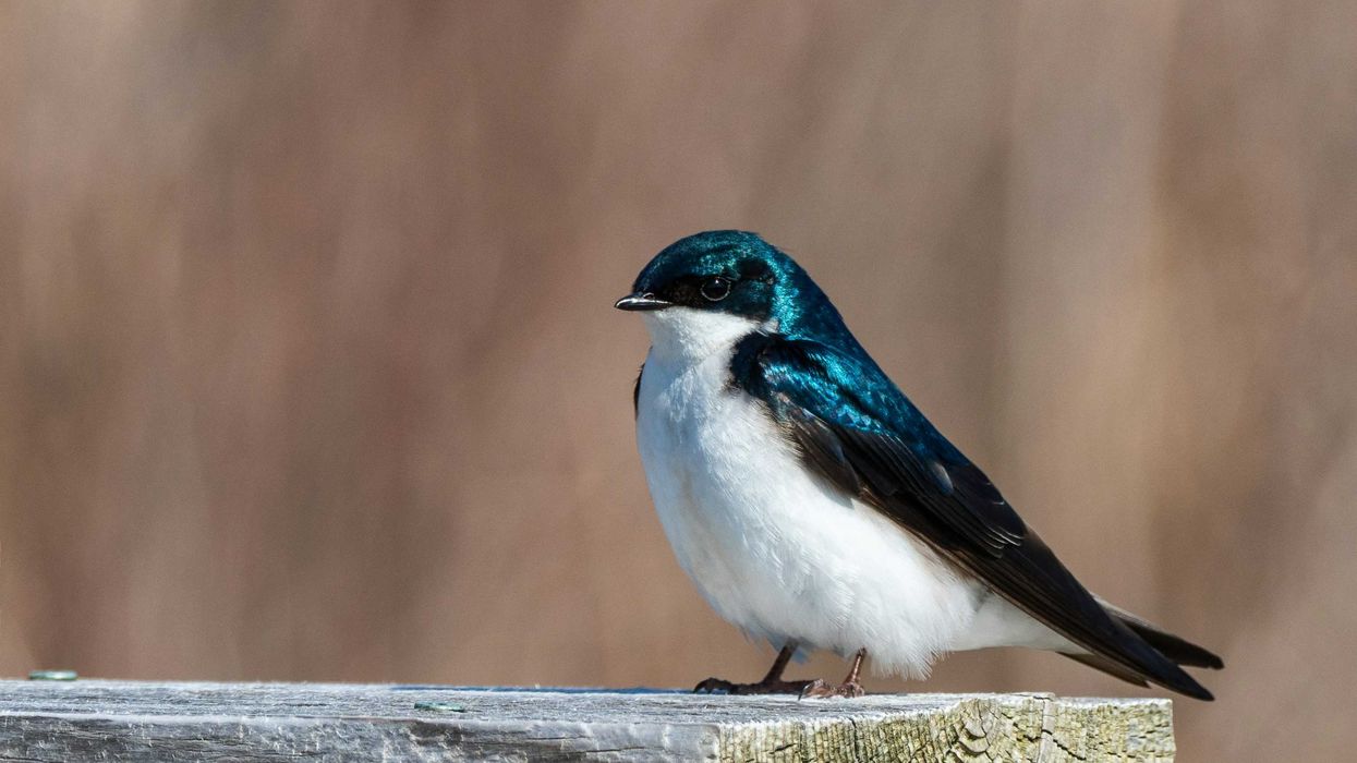 A swallow bird standing on a wooden platform.