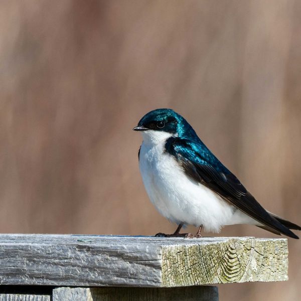 A swallow bird standing on a wooden platform.
