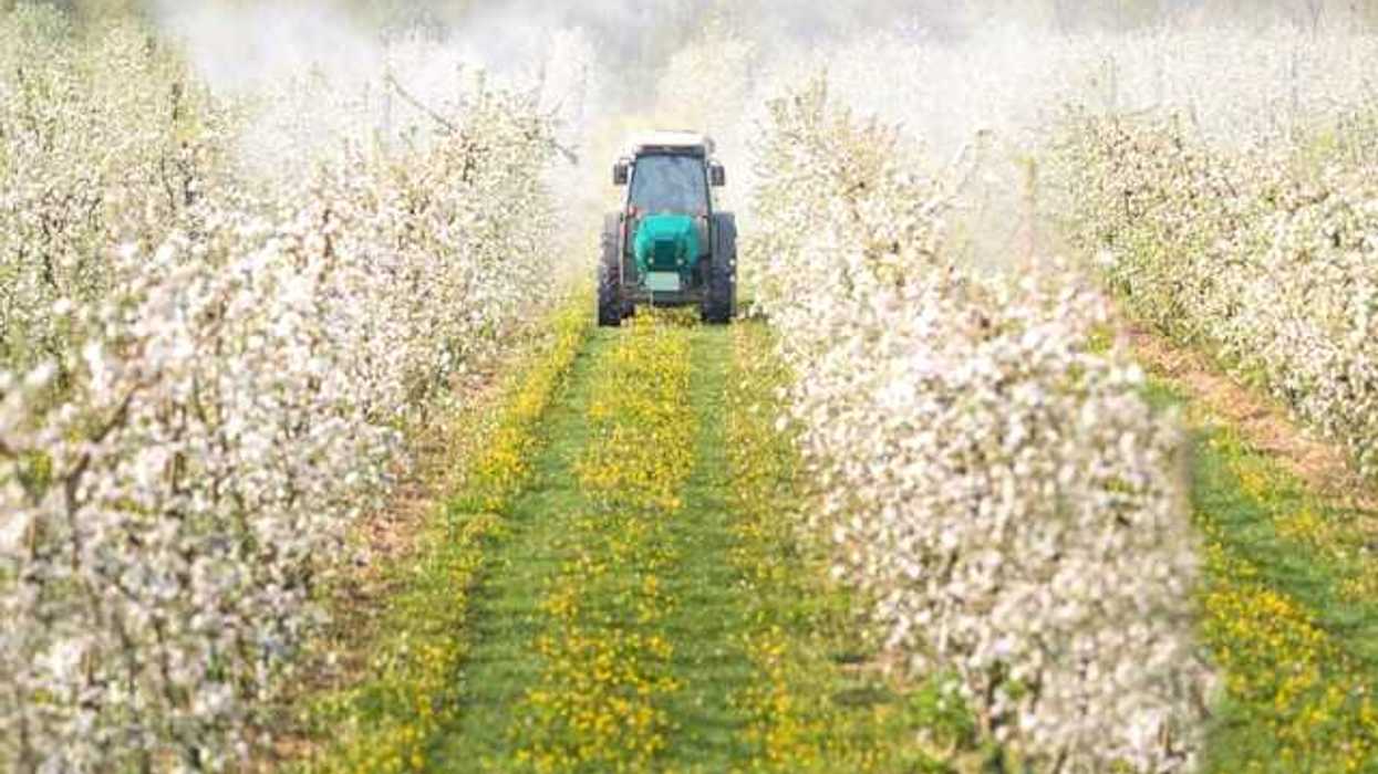 A tractor driving in between rows of cotton on a farm