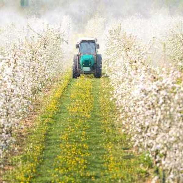 A tractor driving in between rows of cotton on a farm