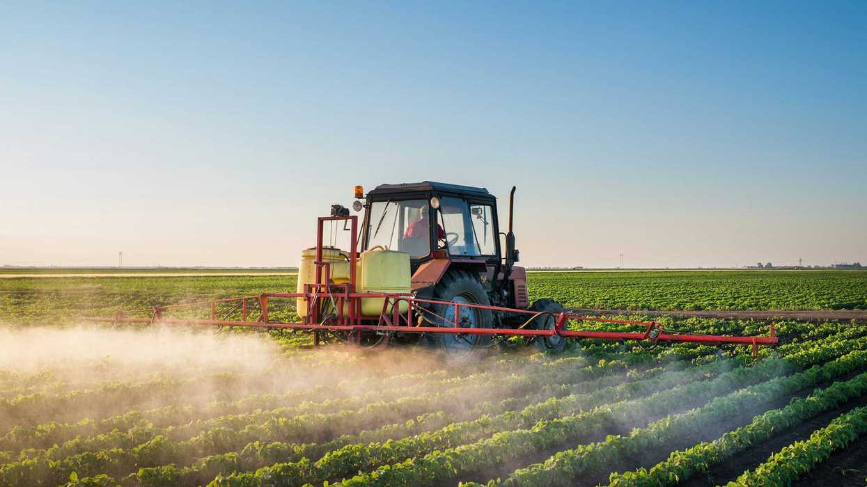 A tractor sprays pesticides on a green row crop.