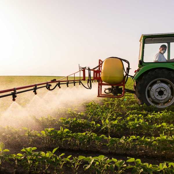A tractor sprays pesticides on rows of green plants in a field.