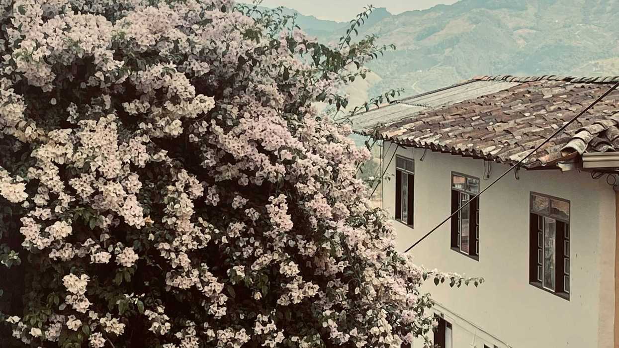 a tree with white flowers in front of a white tile-roofed building and mountains in background.