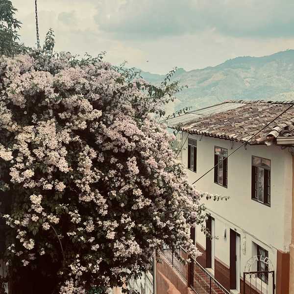 a tree with white flowers in front of a white tile-roofed building and mountains in background.