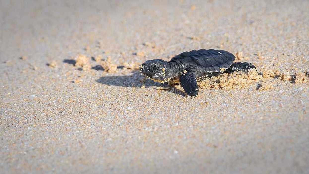 A turtle hatcling making its way across the sand
