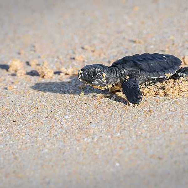 A turtle hatcling making its way across the sand