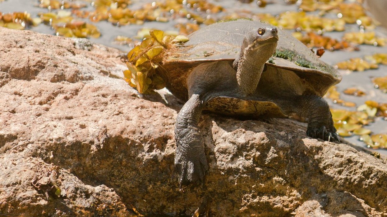 A turtle rests on a rock in the sun, surrounded by seaweed.