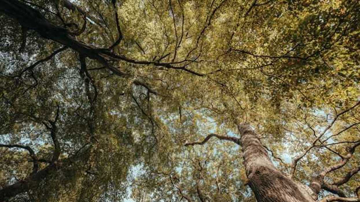 A view below a dense canopy of trees in a forest
