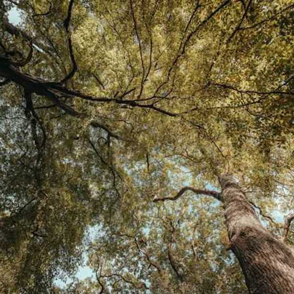A view below a dense canopy of trees in a forest