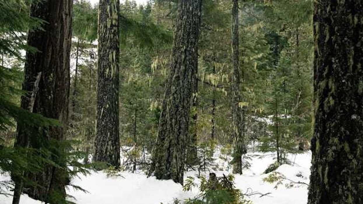 A view into a snow-covered forest