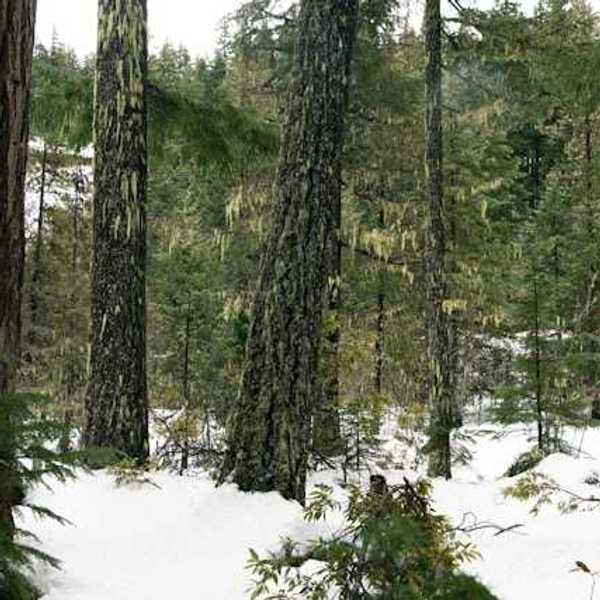 A view into a snow-covered forest