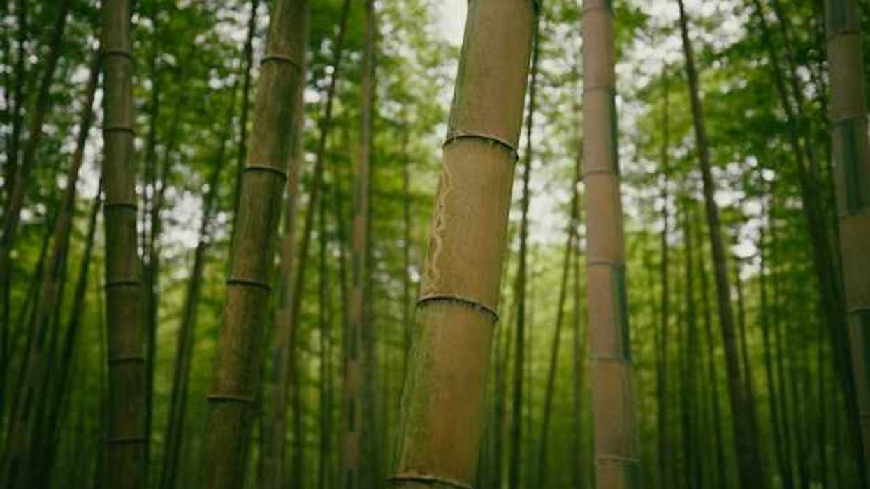 A view of a bamboo forest
