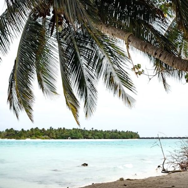 A view of a beach with a palm tree and aqua colored water in the background