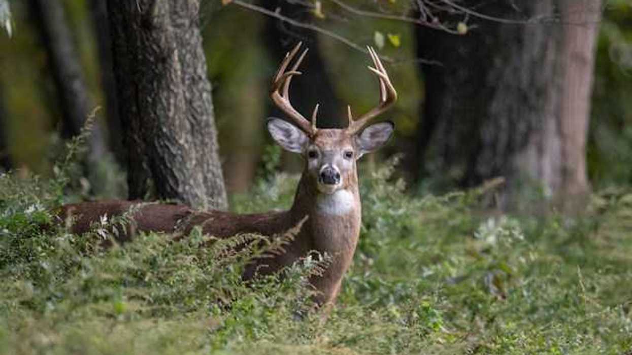 A view of a deer standing in a forest