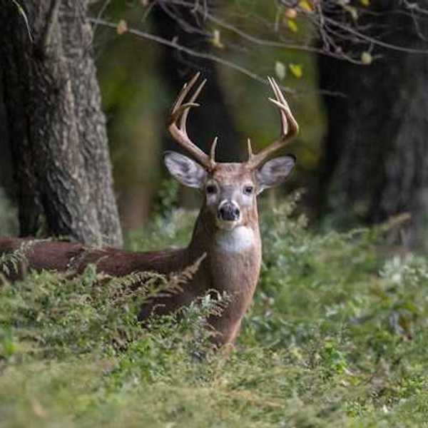 A view of a deer standing in a forest