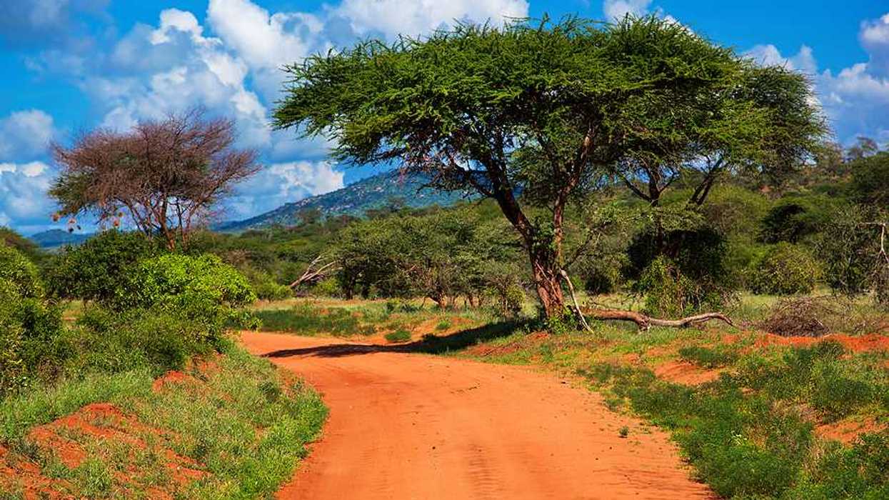 A view of a dirt road stretching into a green environment with a blue sky in the background