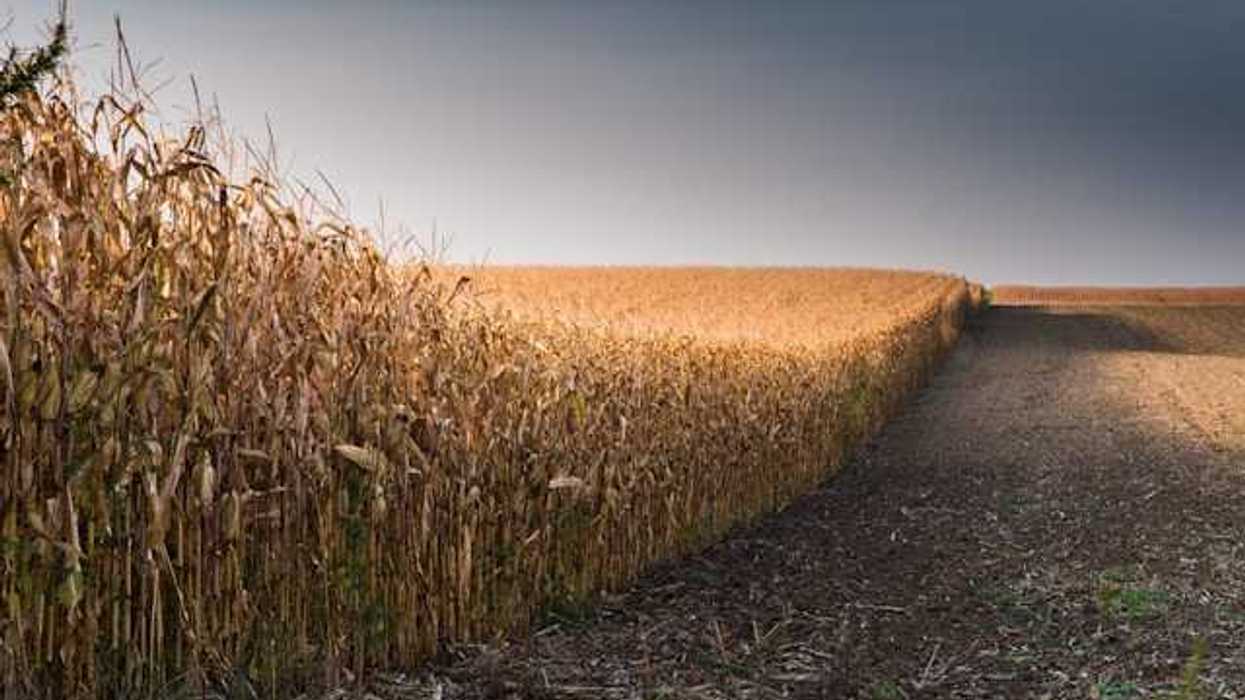 A view of a dry corn field