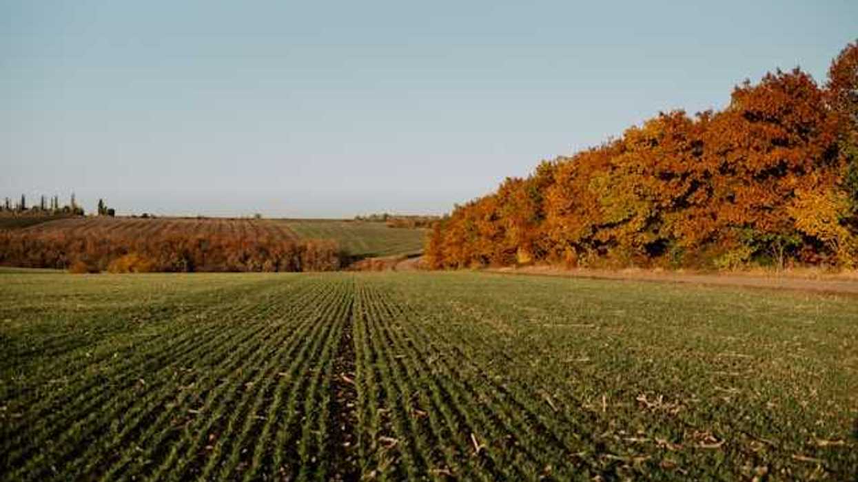 A view of a farm field stretching into the distance against a blue sky