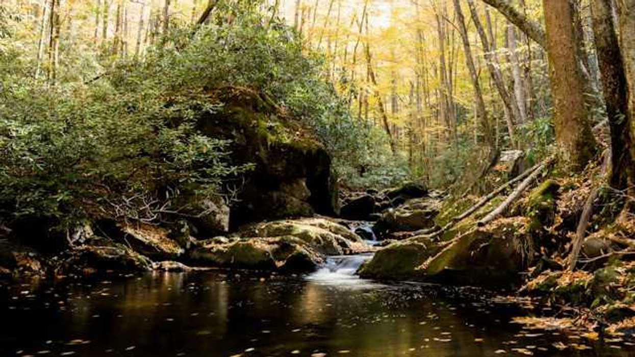 A view of a forest creek