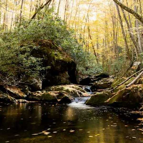 A view of a forest creek