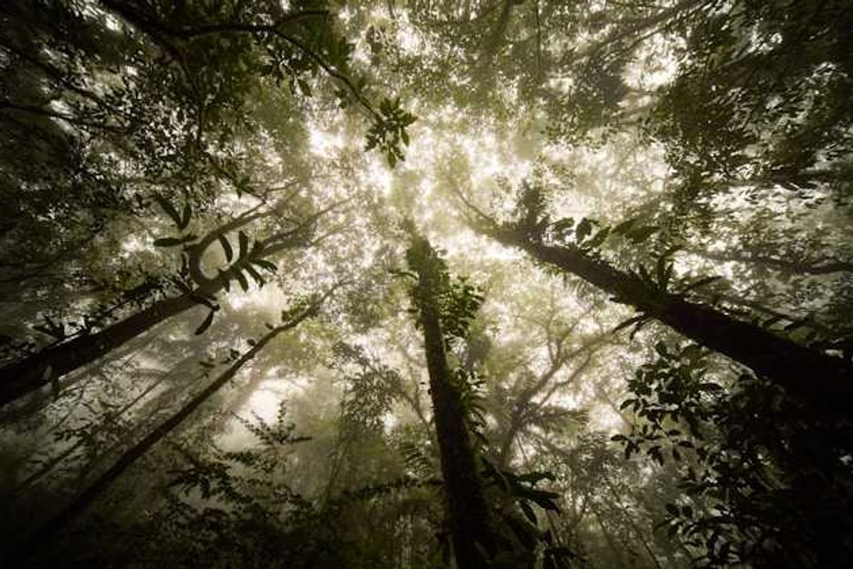 Fragmented forests sequester less carbon