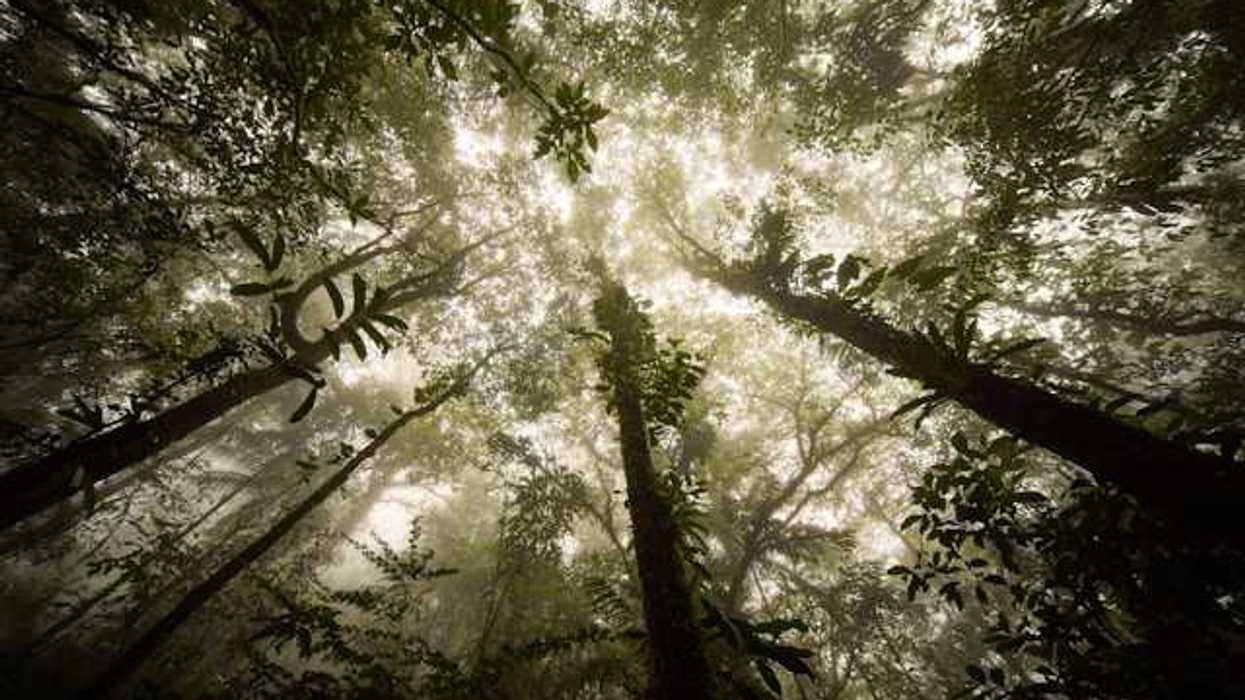 A view of a forest looking up from beneath