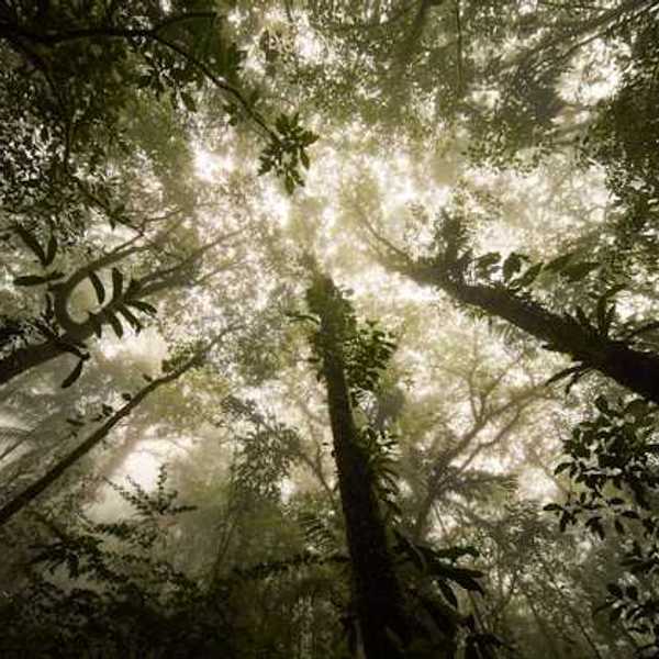 A view of a forest looking up from beneath
